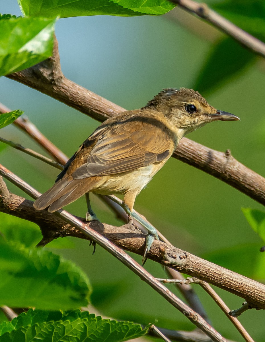Great Reed Warbler - ML638177272