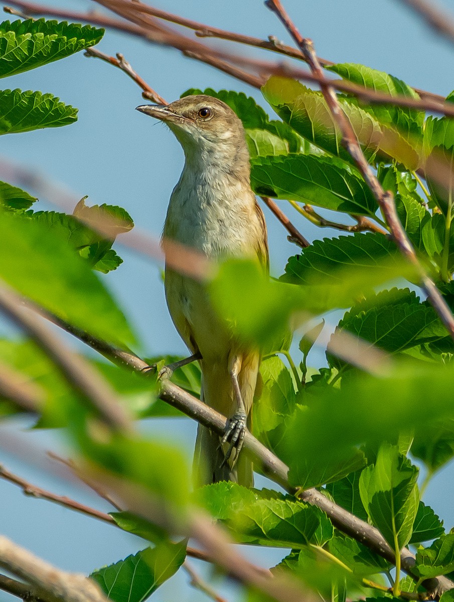 Great Reed Warbler - ML638177273
