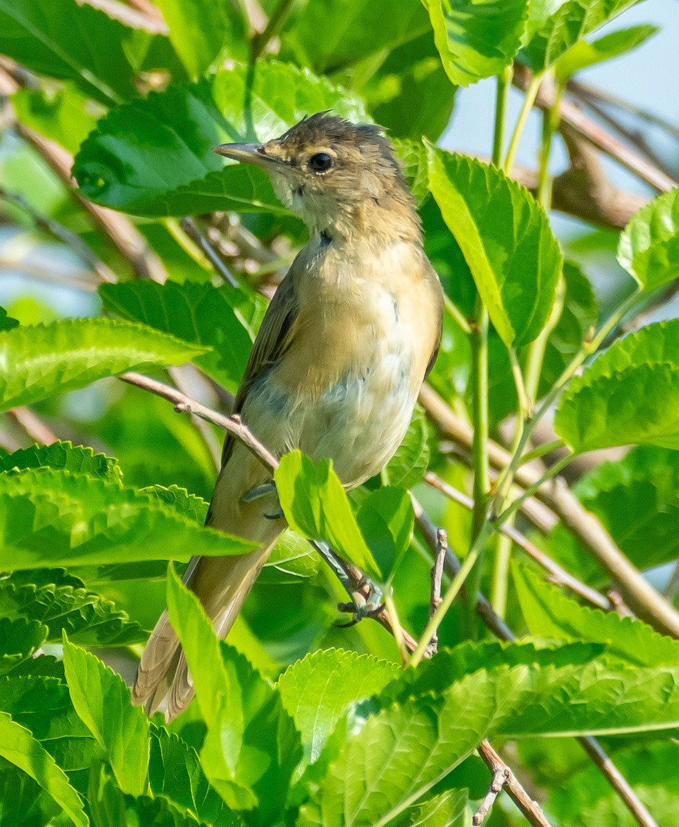 Great Reed Warbler - ML638177274
