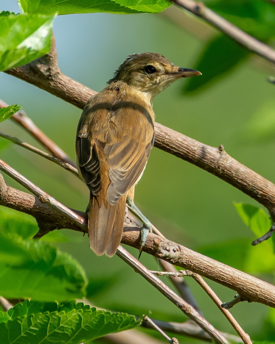Great Reed Warbler - ML638177275