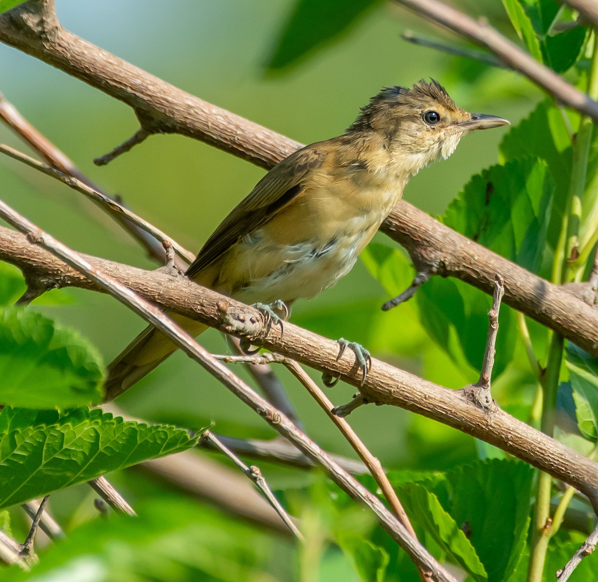 Great Reed Warbler - ML638177276