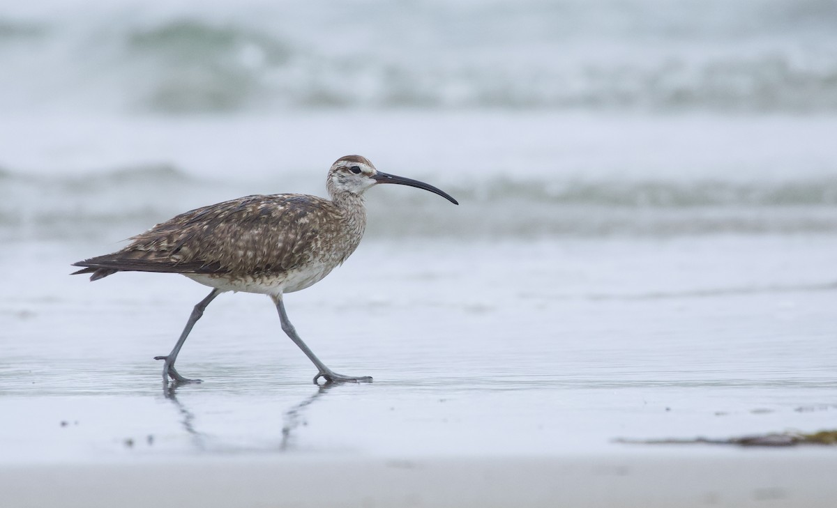 Whimbrel (Hudsonian) - ML638177291