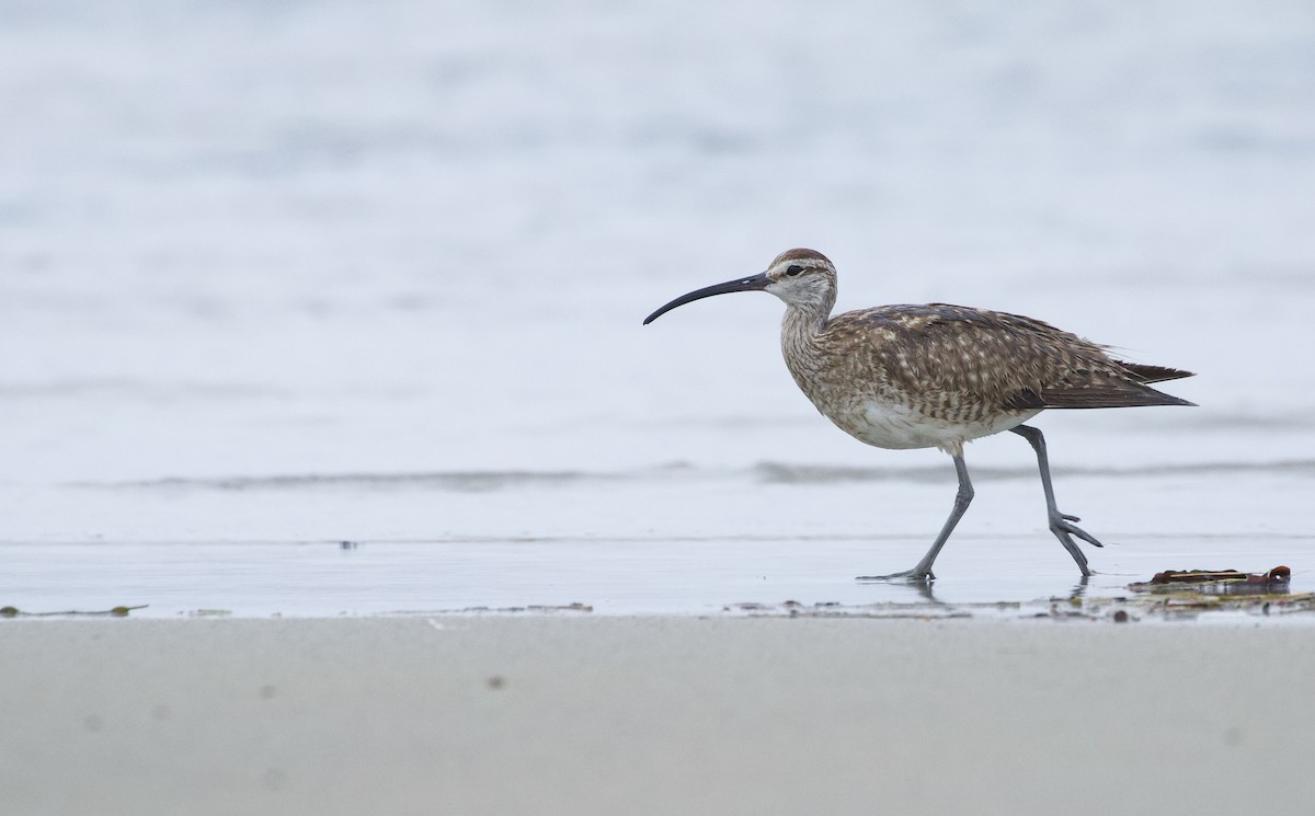 Whimbrel (Hudsonian) - ML638177311