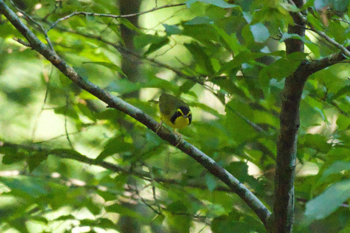 Kentucky Warbler - ML638177314