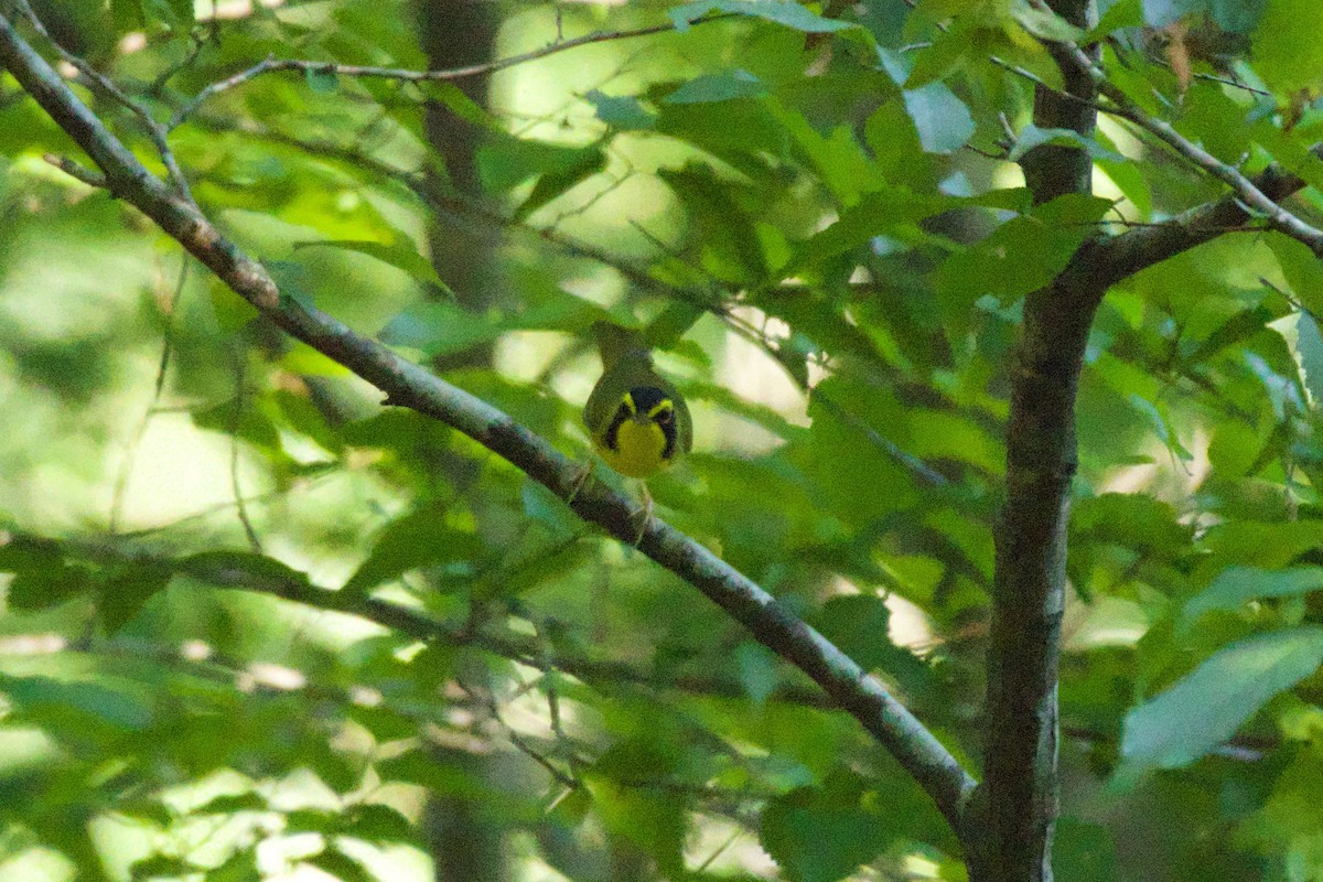 Kentucky Warbler - ML638177315