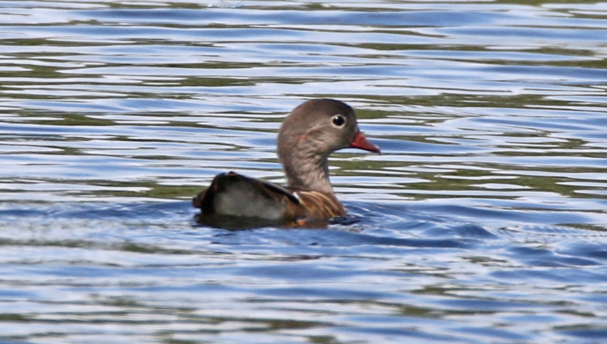 Mandarin Duck - ML638177316