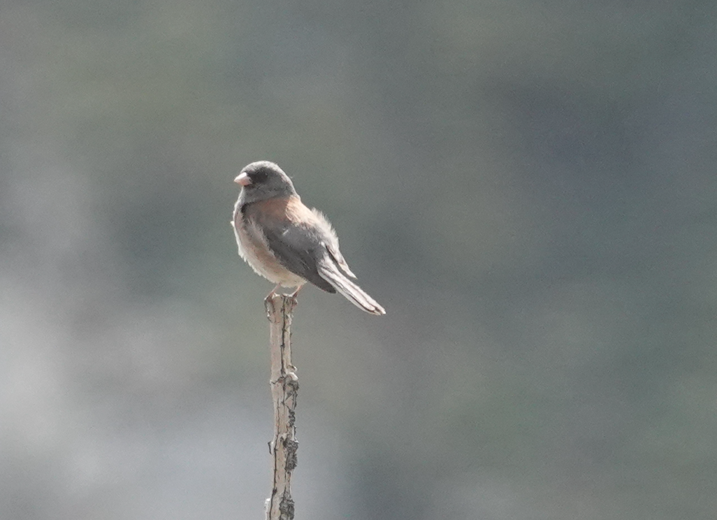 Dark-eyed Junco (Gray-headed) - ML638177326