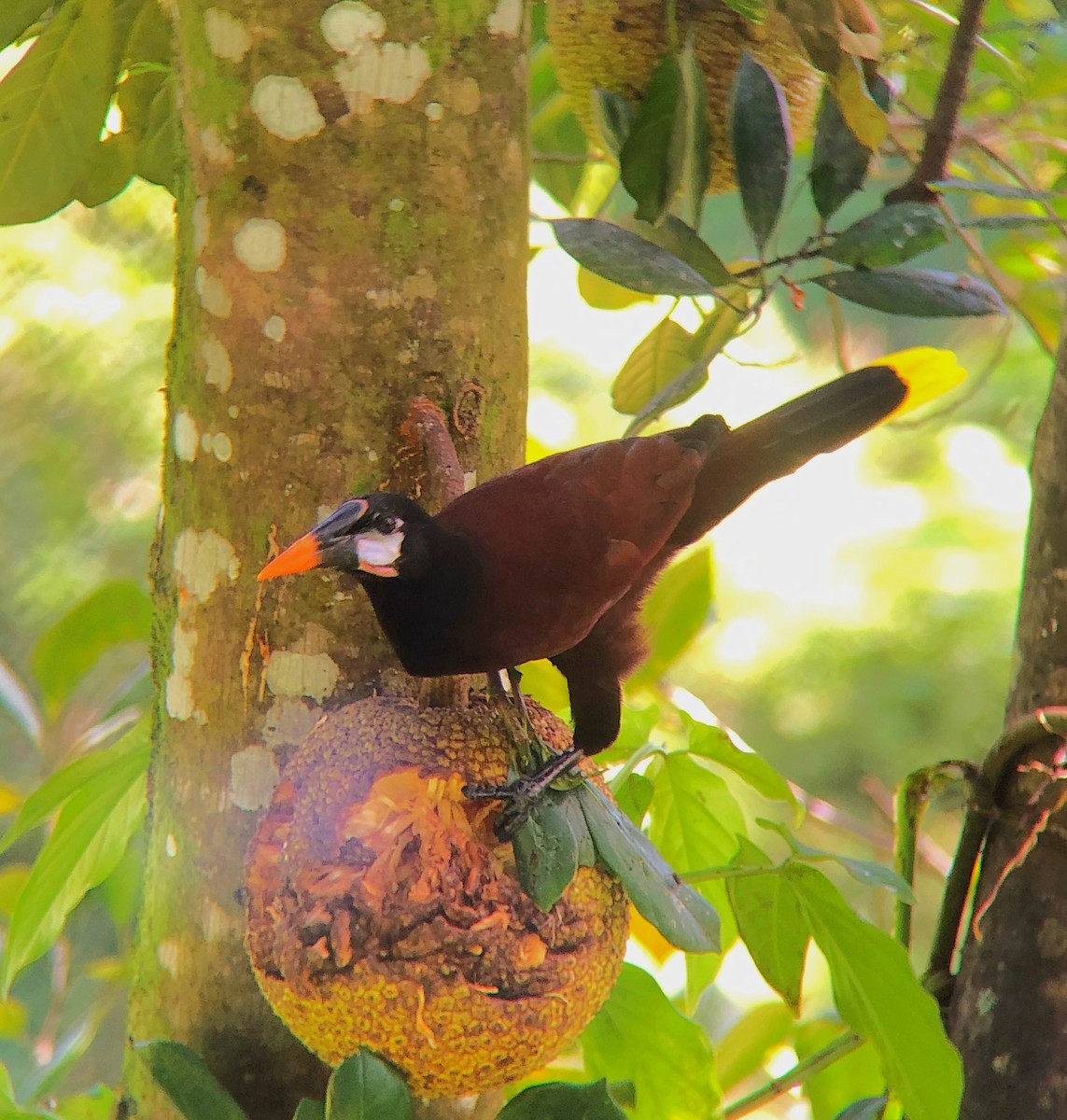 Montezuma Oropendola - ML638177336