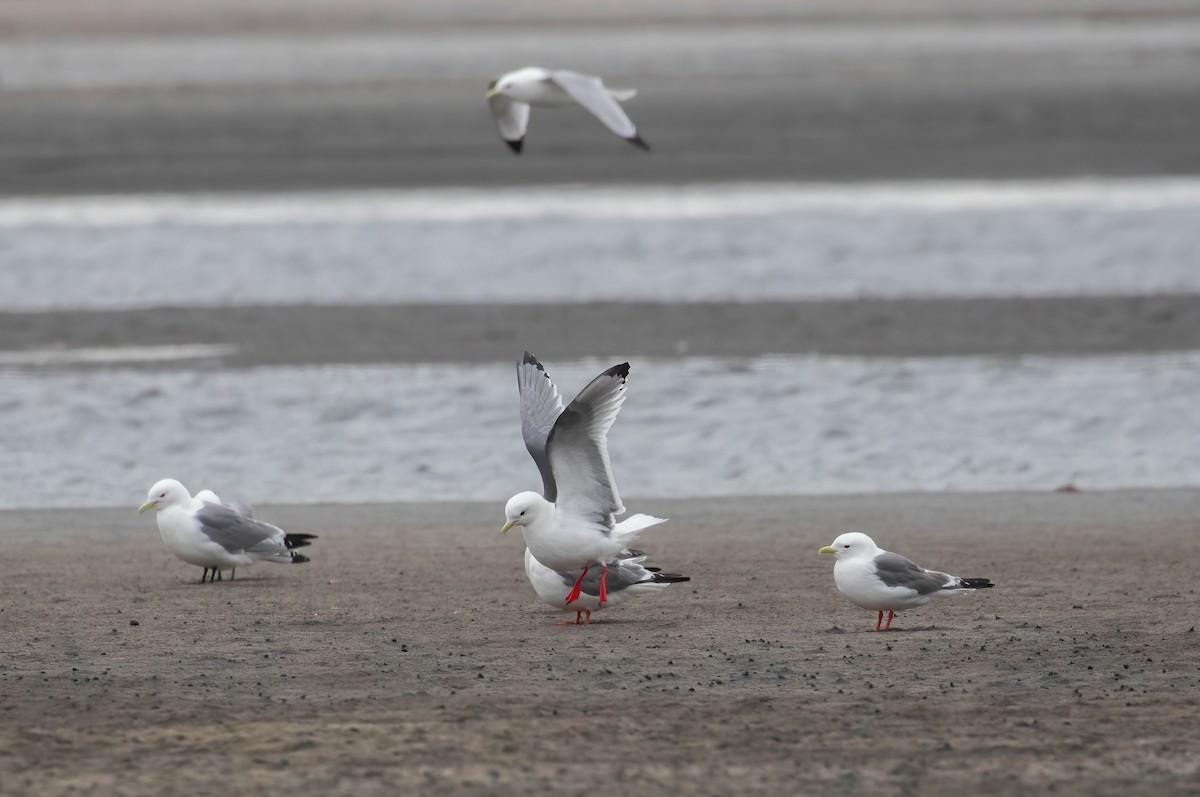 Red-legged Kittiwake - ML638177351