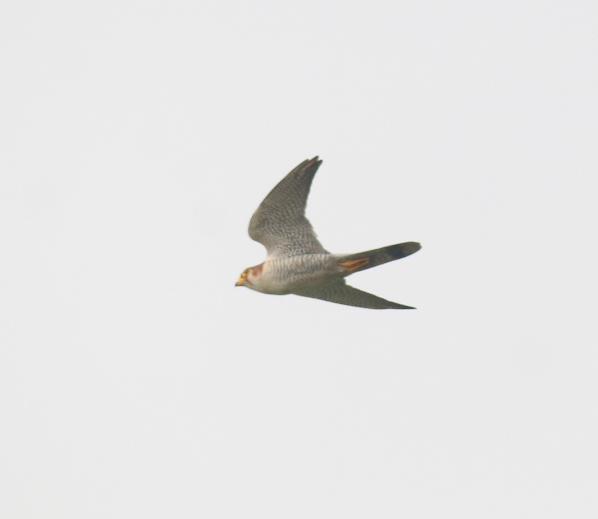Red-necked Falcon - ML638177370