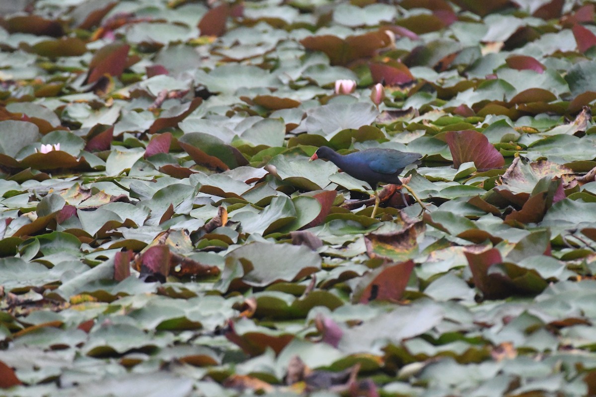 Purple Gallinule - ML638177377