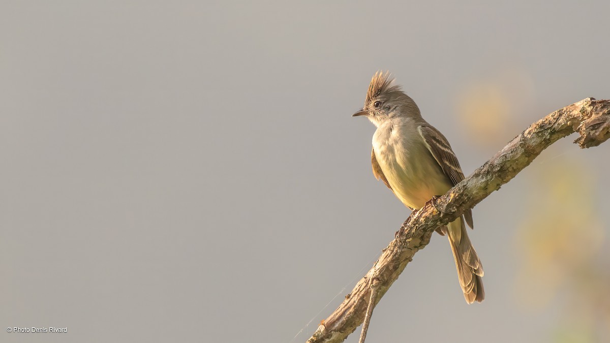 Yellow-bellied Elaenia - ML638177381