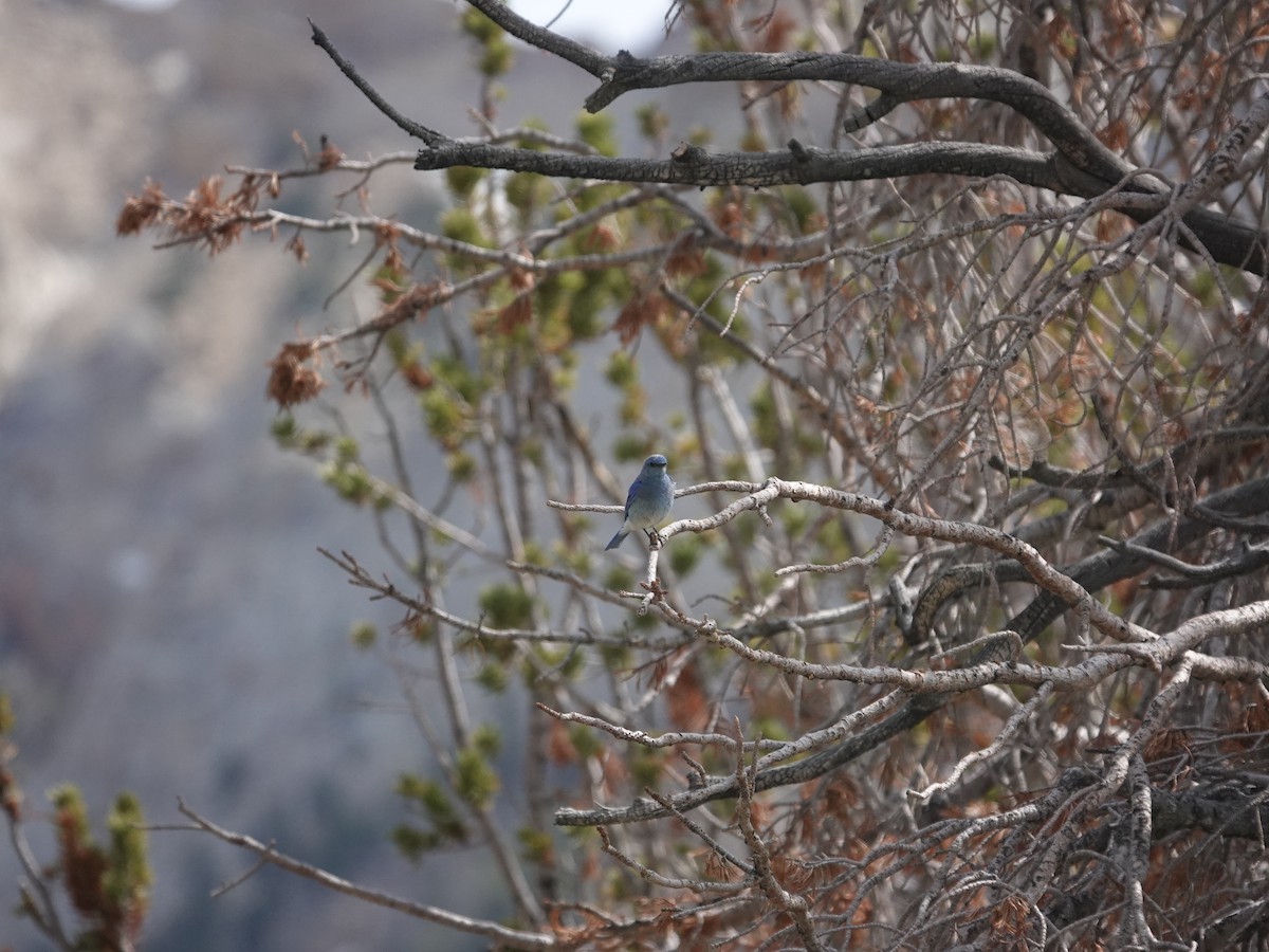Mountain Bluebird - ML638177396