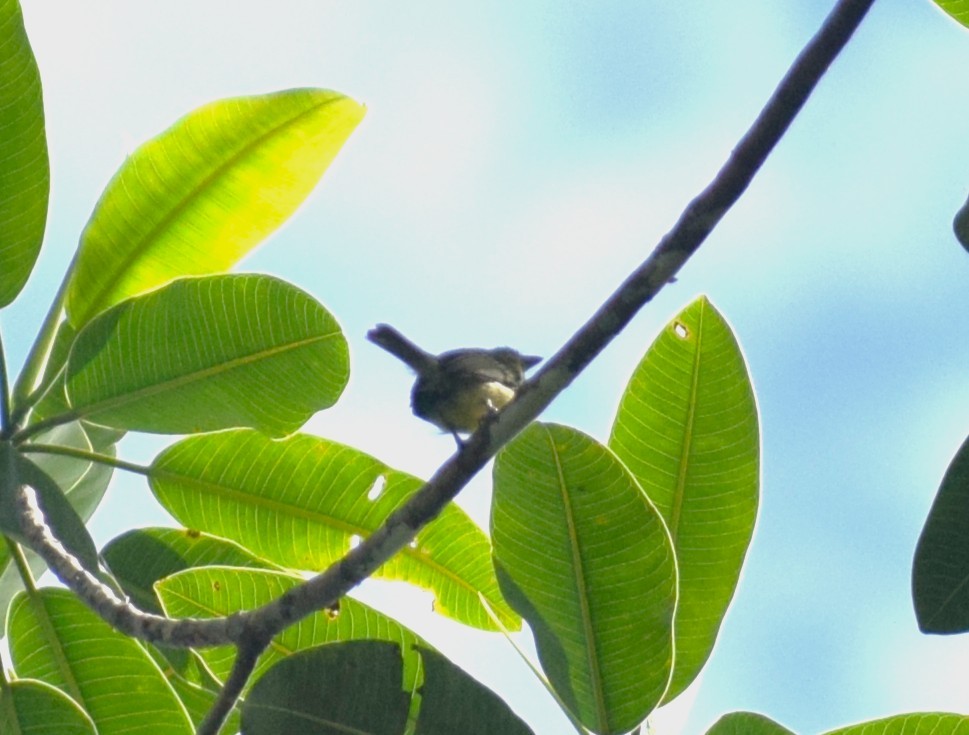 Olive-faced Flatbill - ML638177399