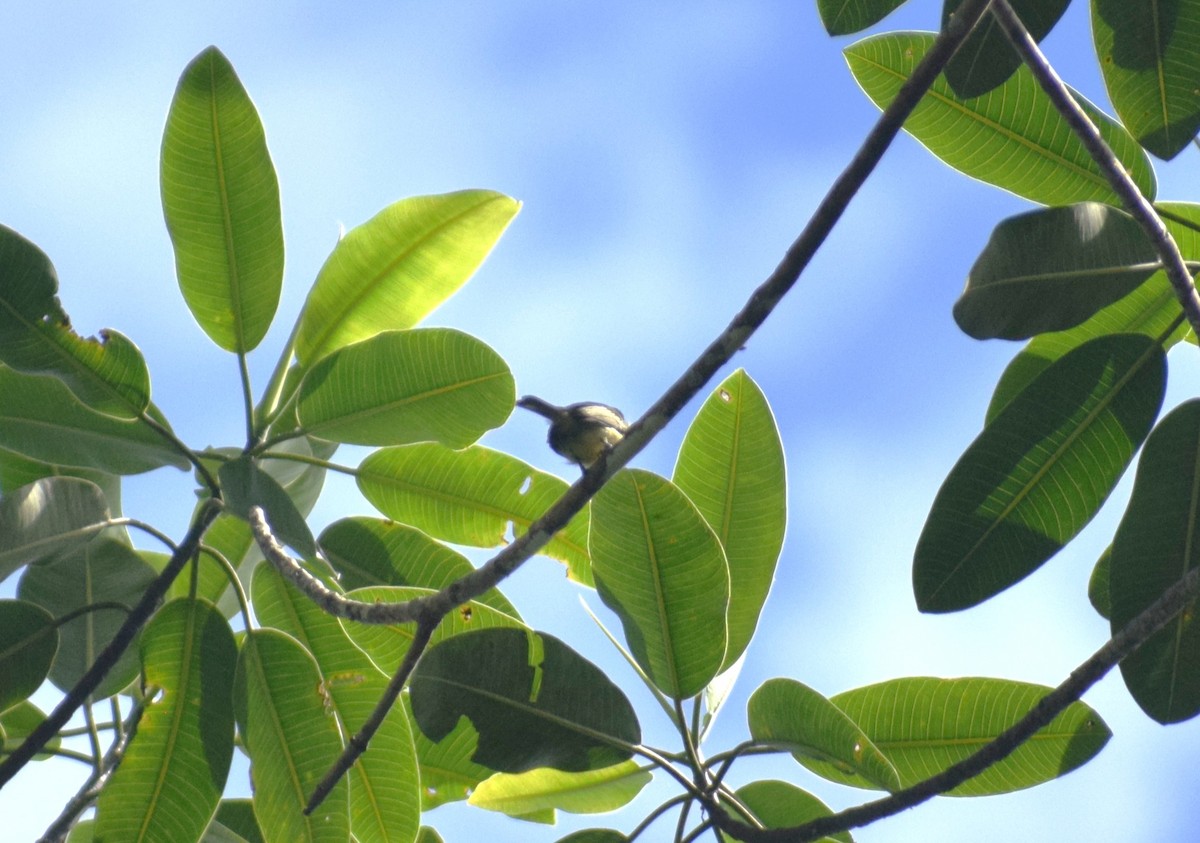 Olive-faced Flatbill - ML638177400