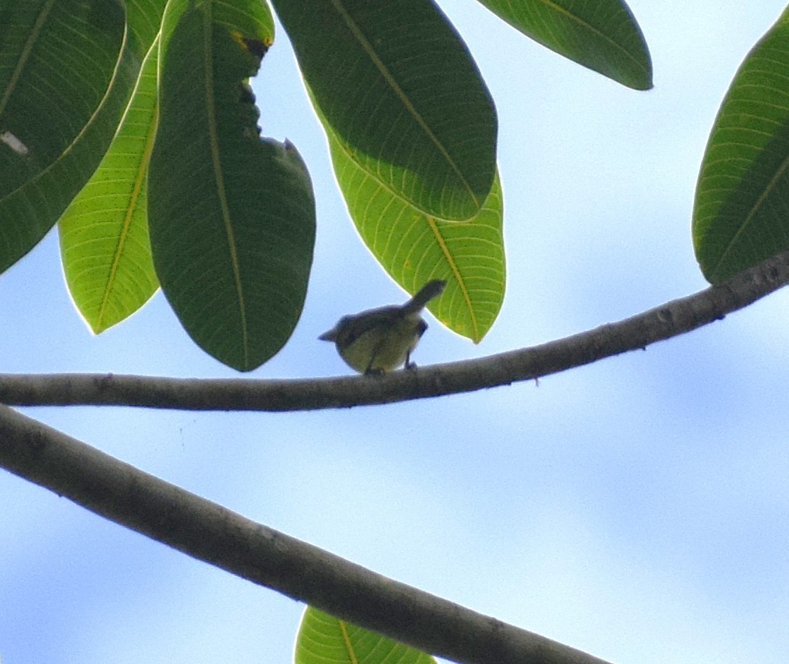 Olive-faced Flatbill - ML638177401