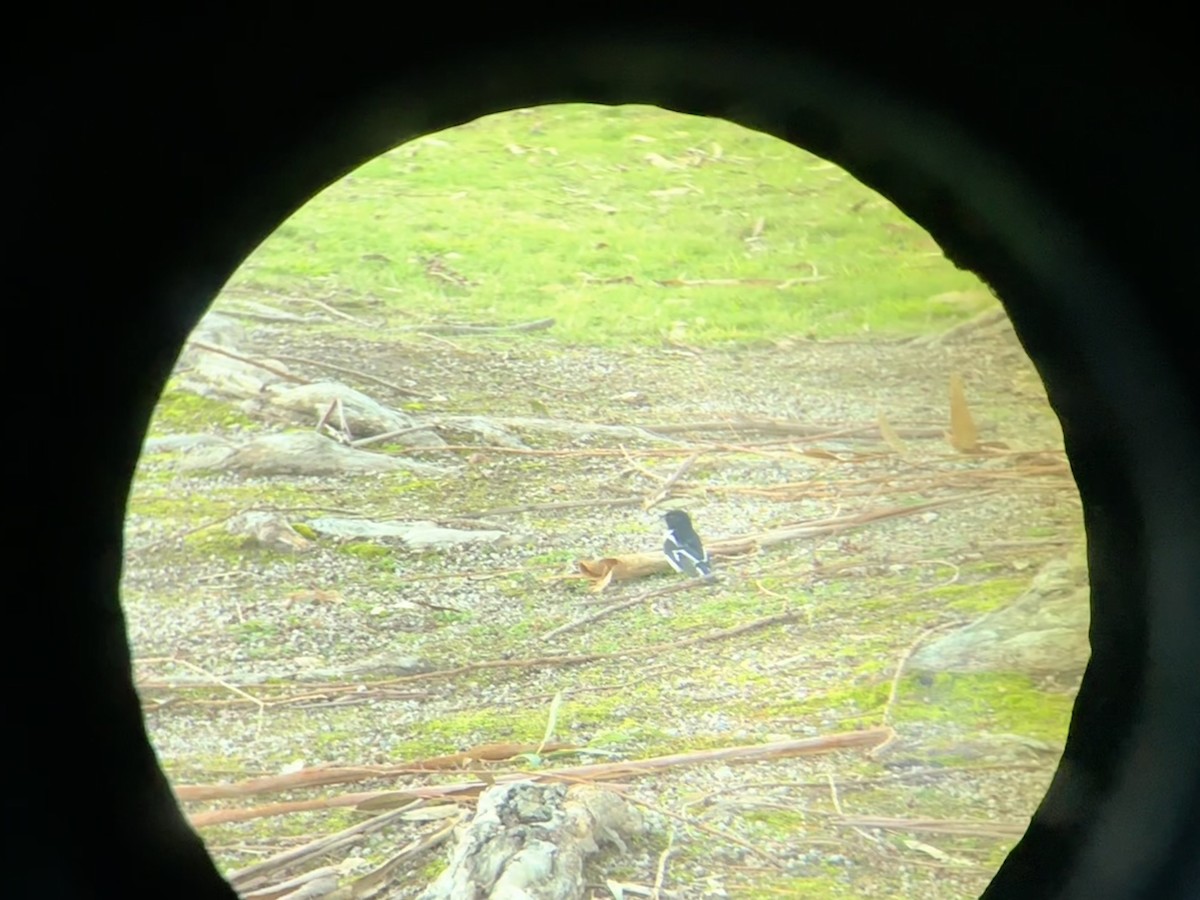 Hooded Robin - ML638177405