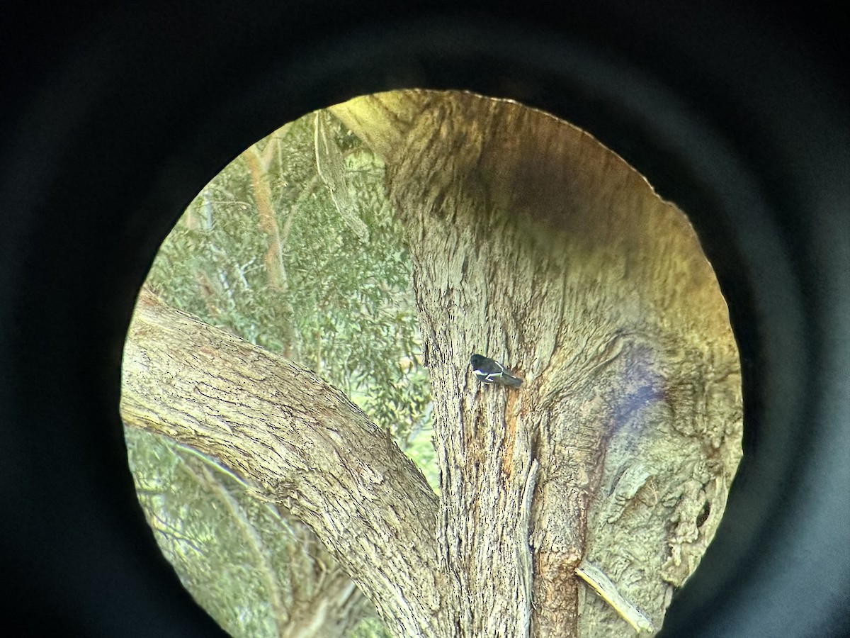 Hooded Robin - ML638177406