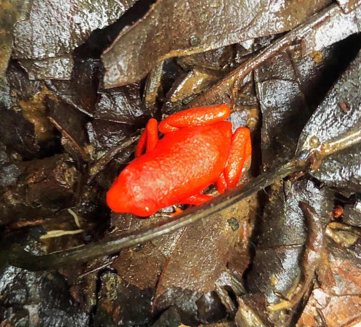 Strawberry Poison Dart Frog - ML638177408
