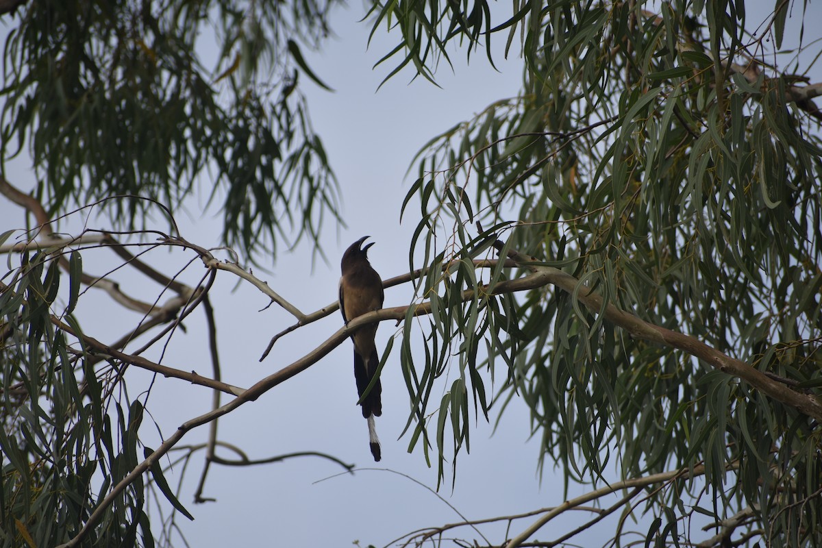 Rufous Treepie - ML638177443