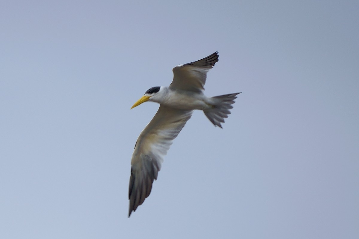 Large-billed Tern - ML638177447