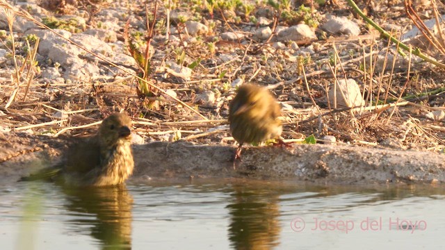 grønnfink - ML638177464