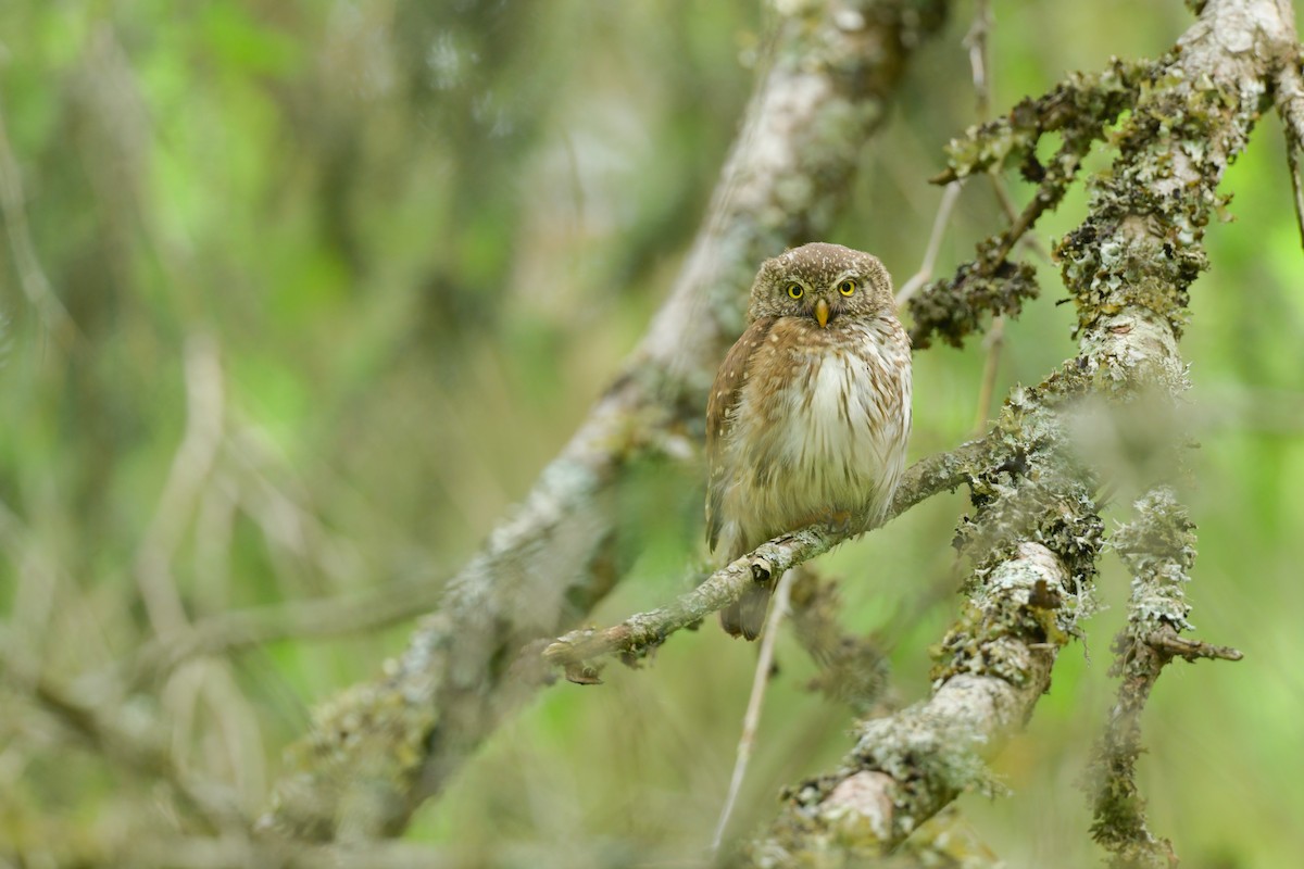 Eurasian Pygmy-Owl - ML638177496
