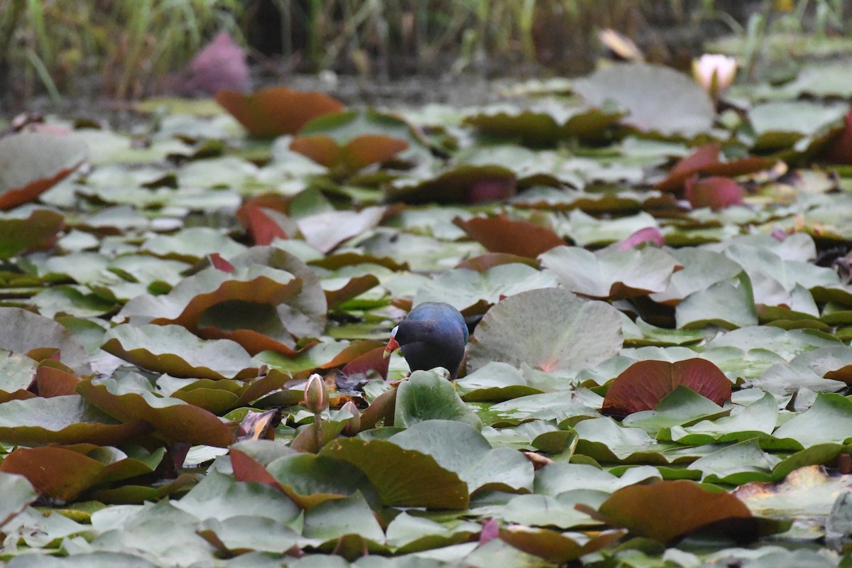 Purple Gallinule - ML638177508