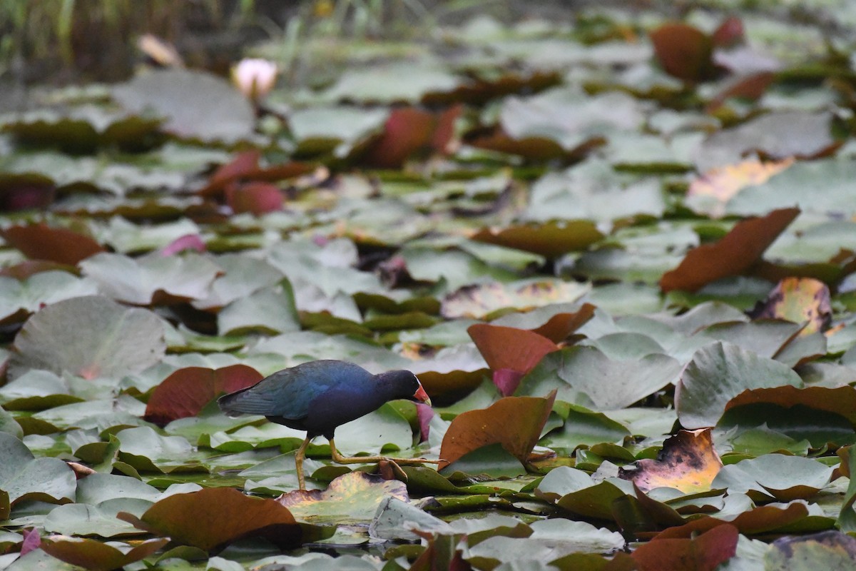 Purple Gallinule - ML638177509