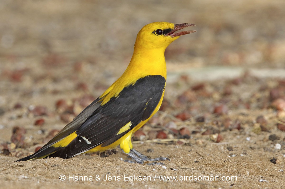 Eurasian Golden Oriole - ML63817751