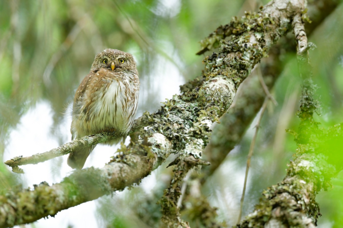 Eurasian Pygmy-Owl - ML638177515