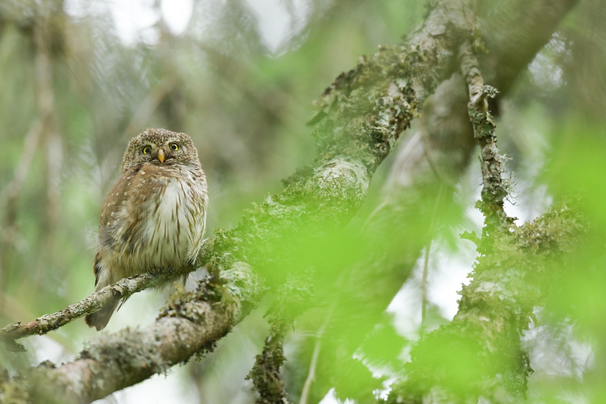 Eurasian Pygmy-Owl - ML638177523