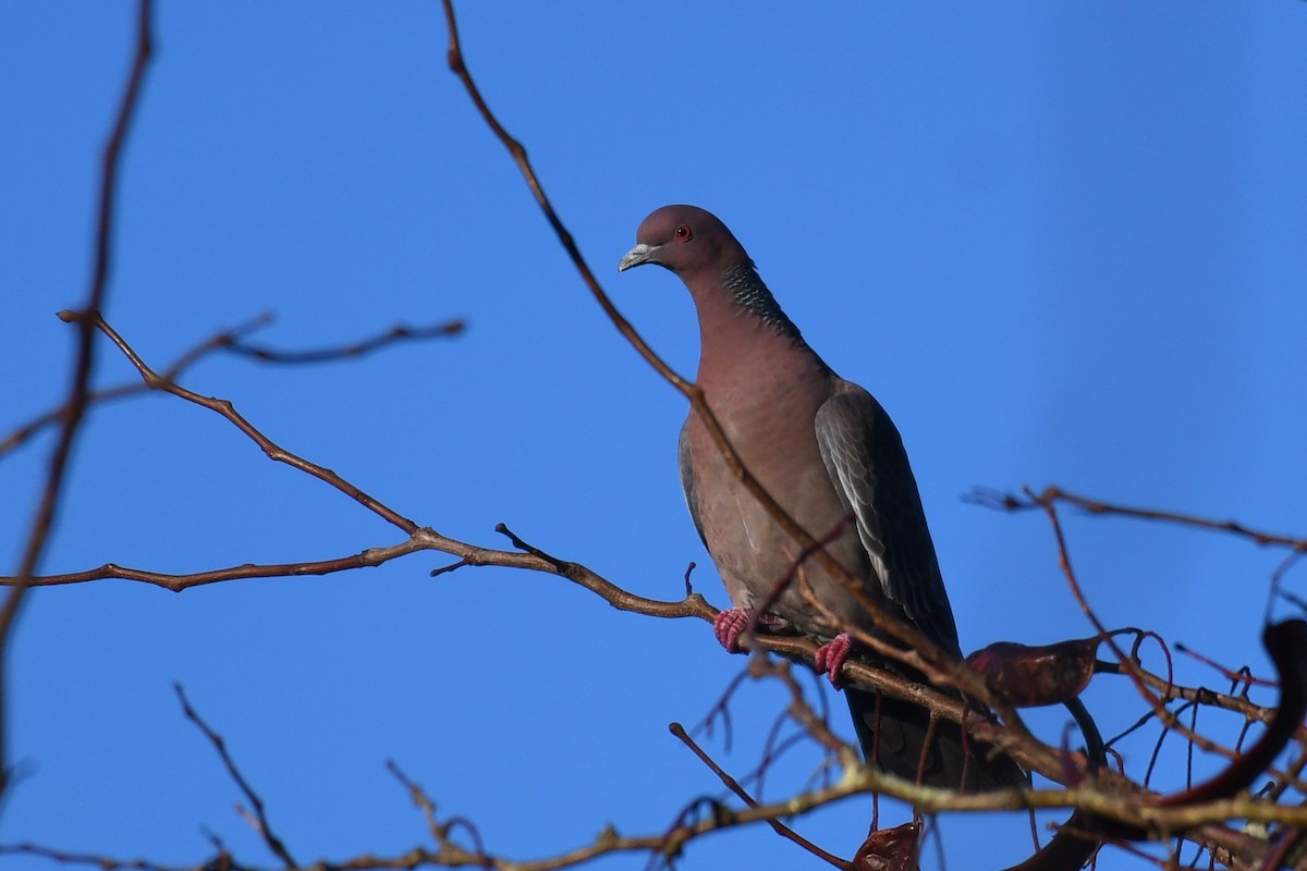 Picazuro Pigeon - ML638177534