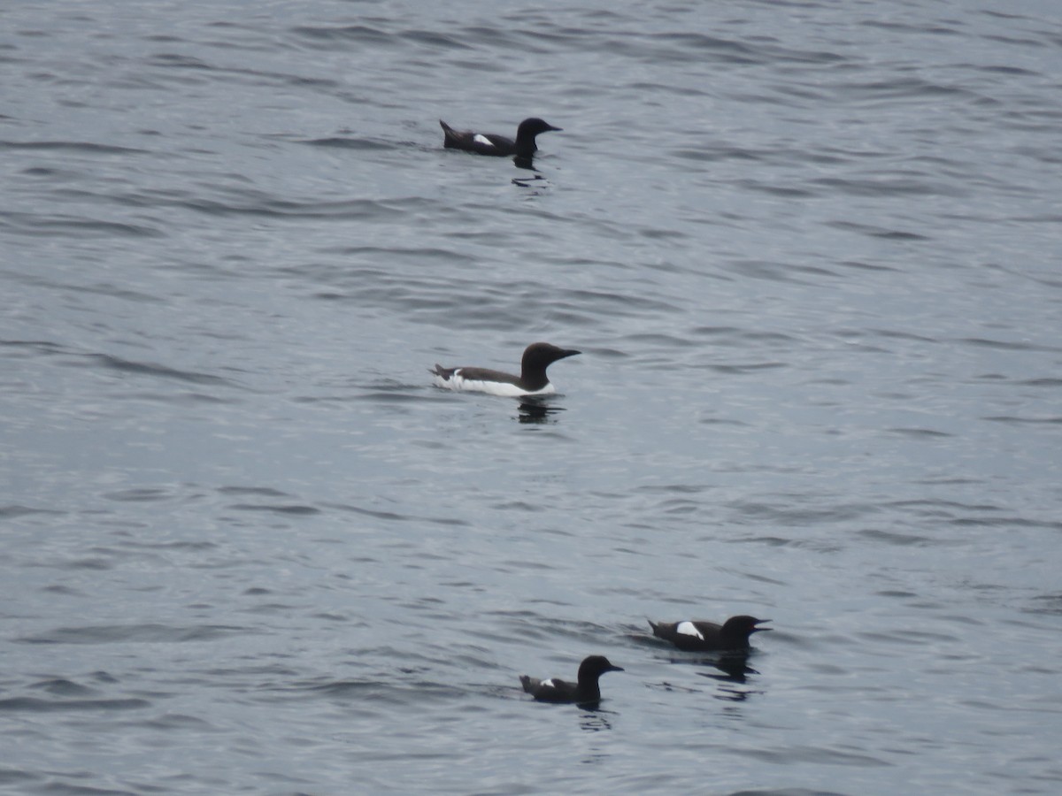 Guillemot marmette - ML638177552