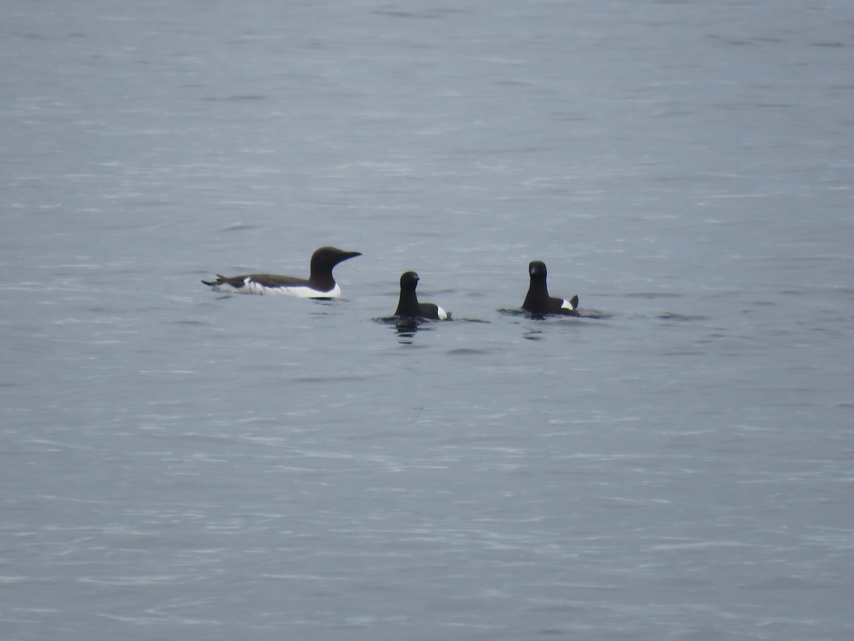Guillemot marmette - ML638177559