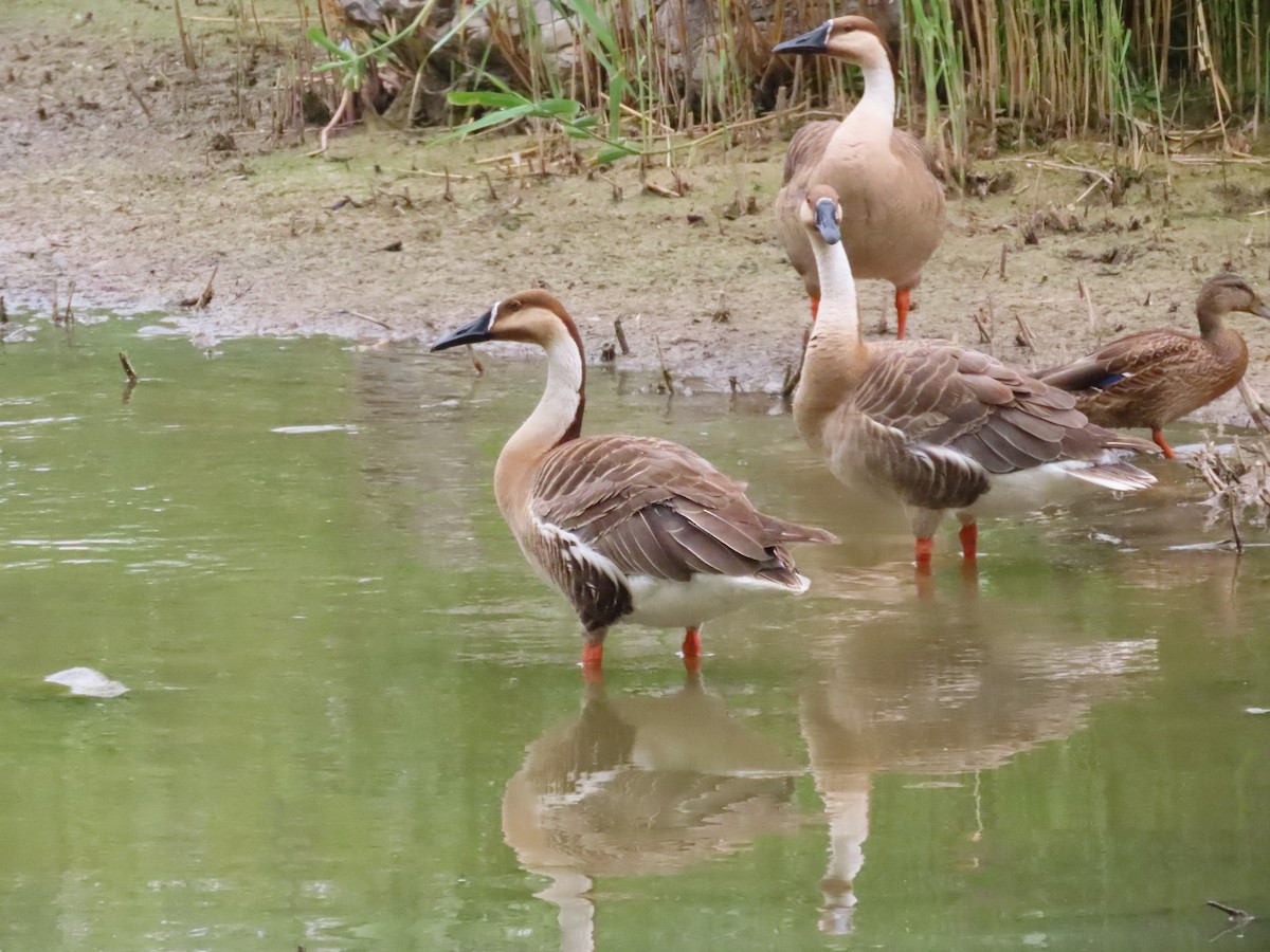 Swan Goose (Domestic type) - ML638177562