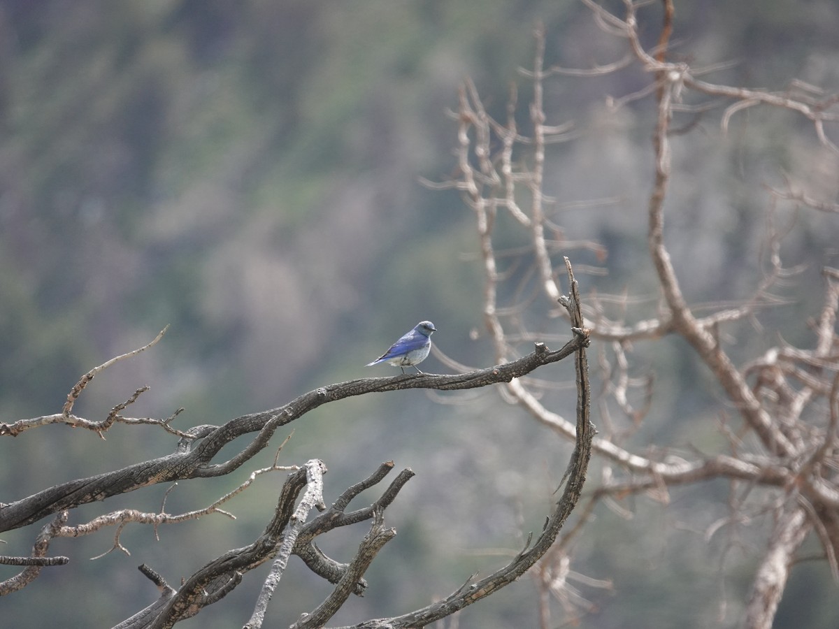 Mountain Bluebird - ML638177588