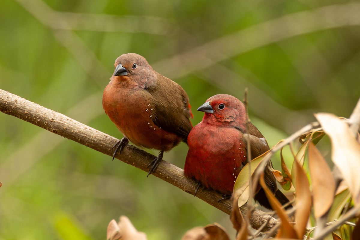 African Firefinch - ML638177607