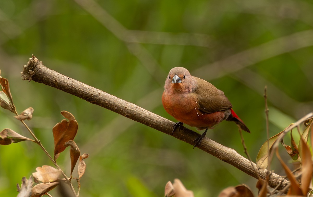 African Firefinch - ML638177609