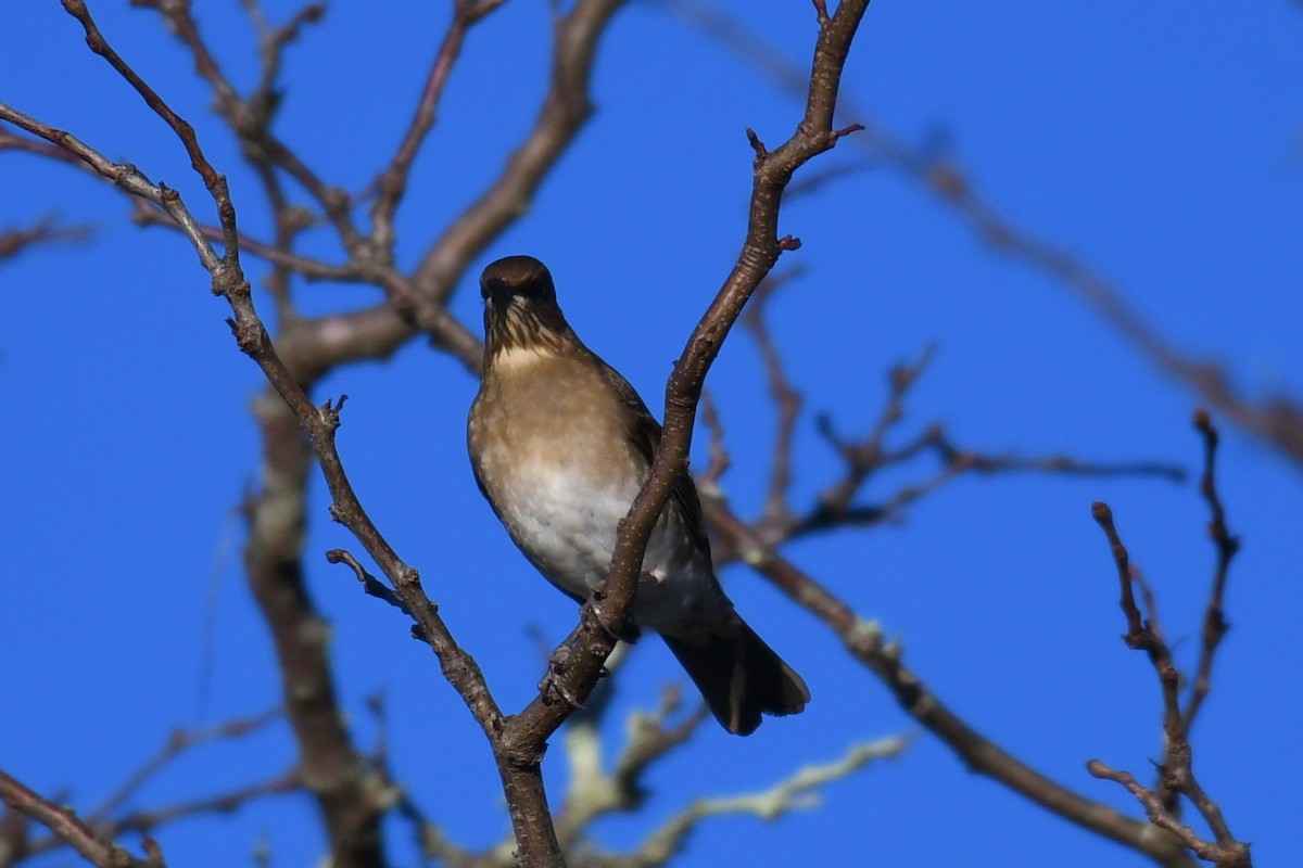 Creamy-bellied Thrush - ML638177674