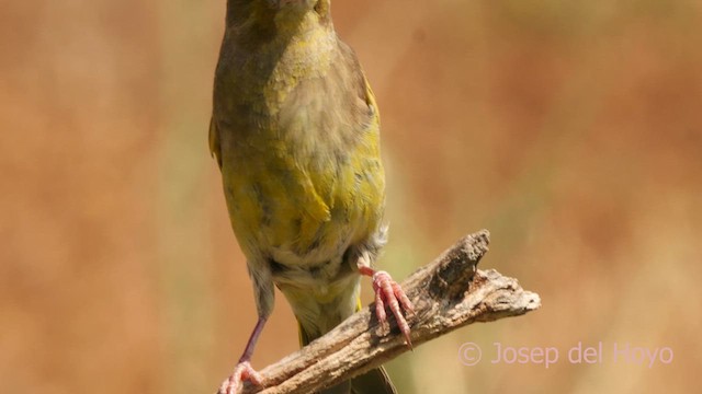 grønnfink - ML638177689