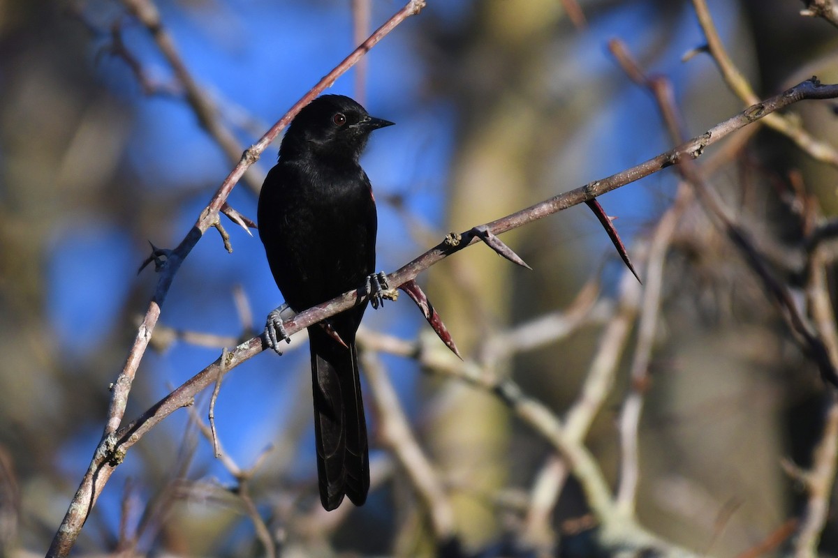 Variable Oriole - ML638177692