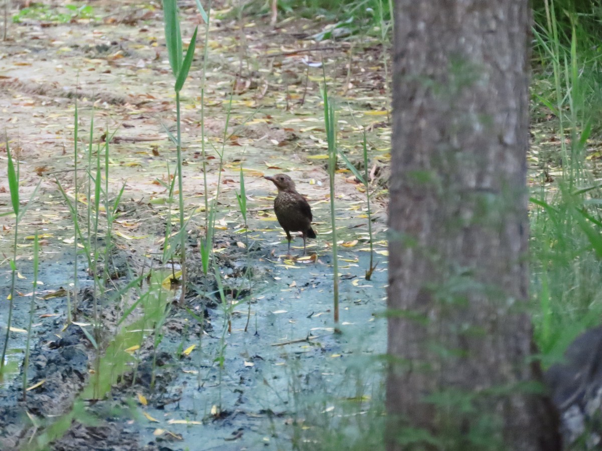 Chinese Blackbird - ML638177711