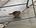 Swamp Sparrow - ML638177720
