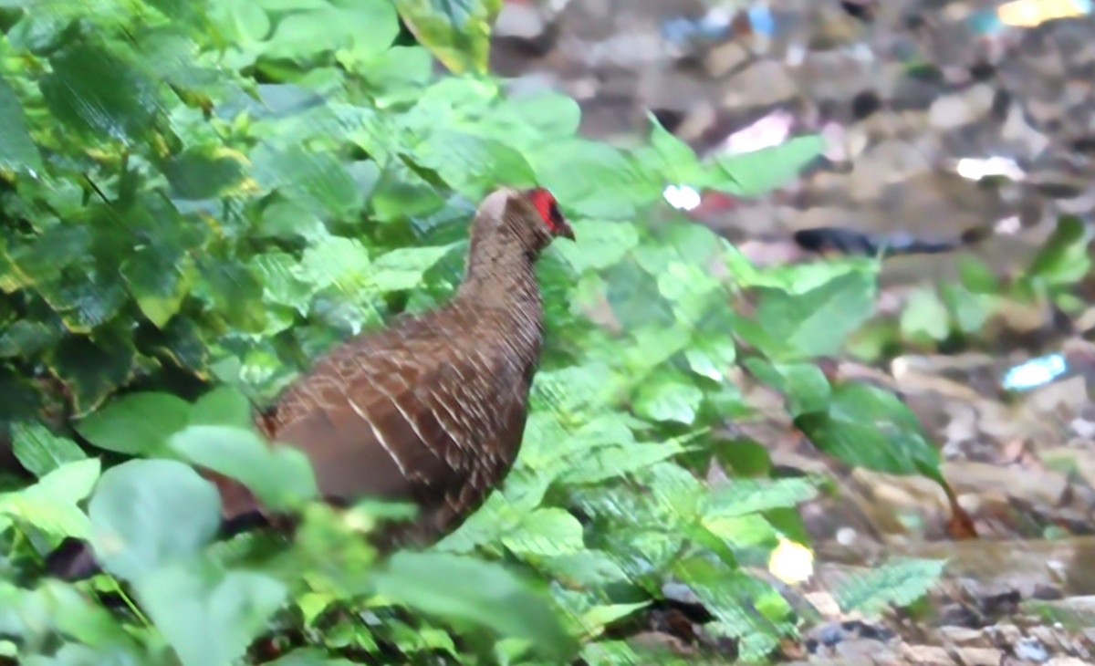 Kalij Pheasant - ML638177725