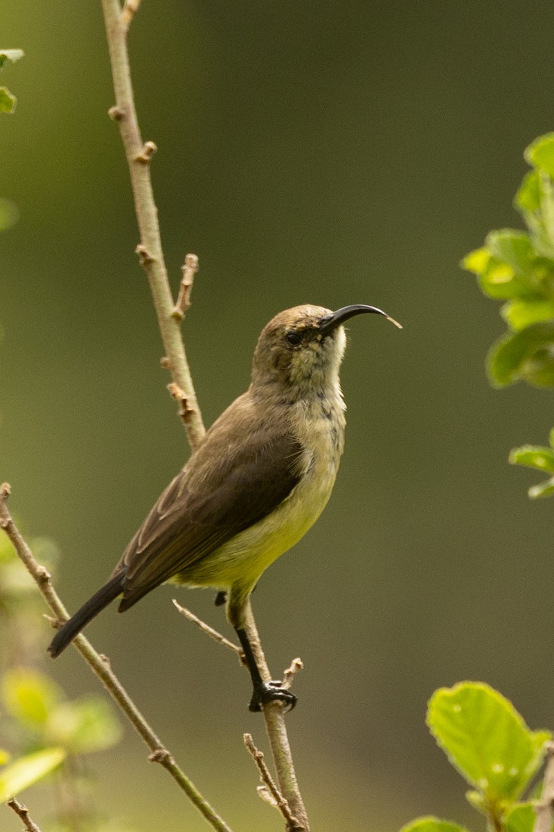 Variable Sunbird - ML638177753