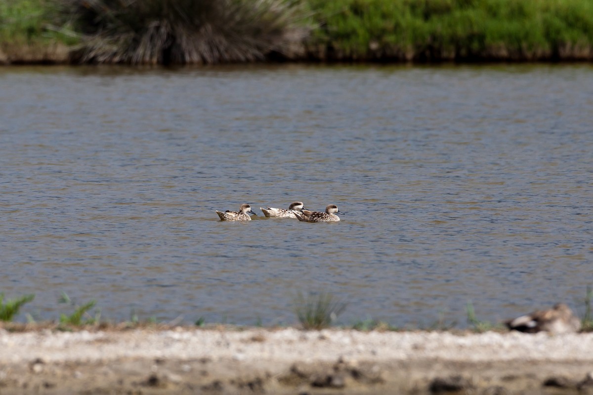 Marbled Duck - ML638177757