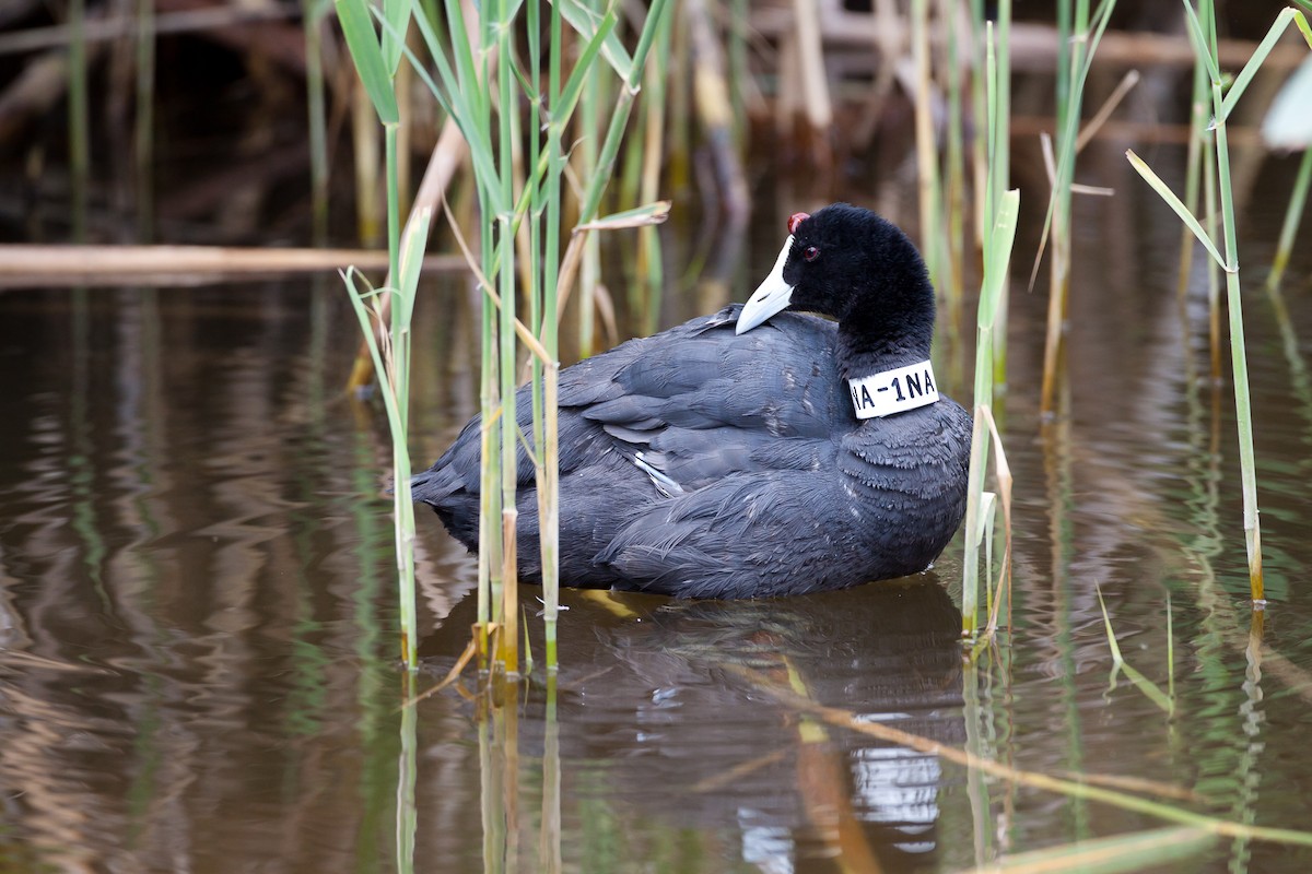 Red-knobbed Coot - ML638177773
