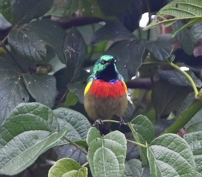 Forest Double-collared Sunbird - ML638177786