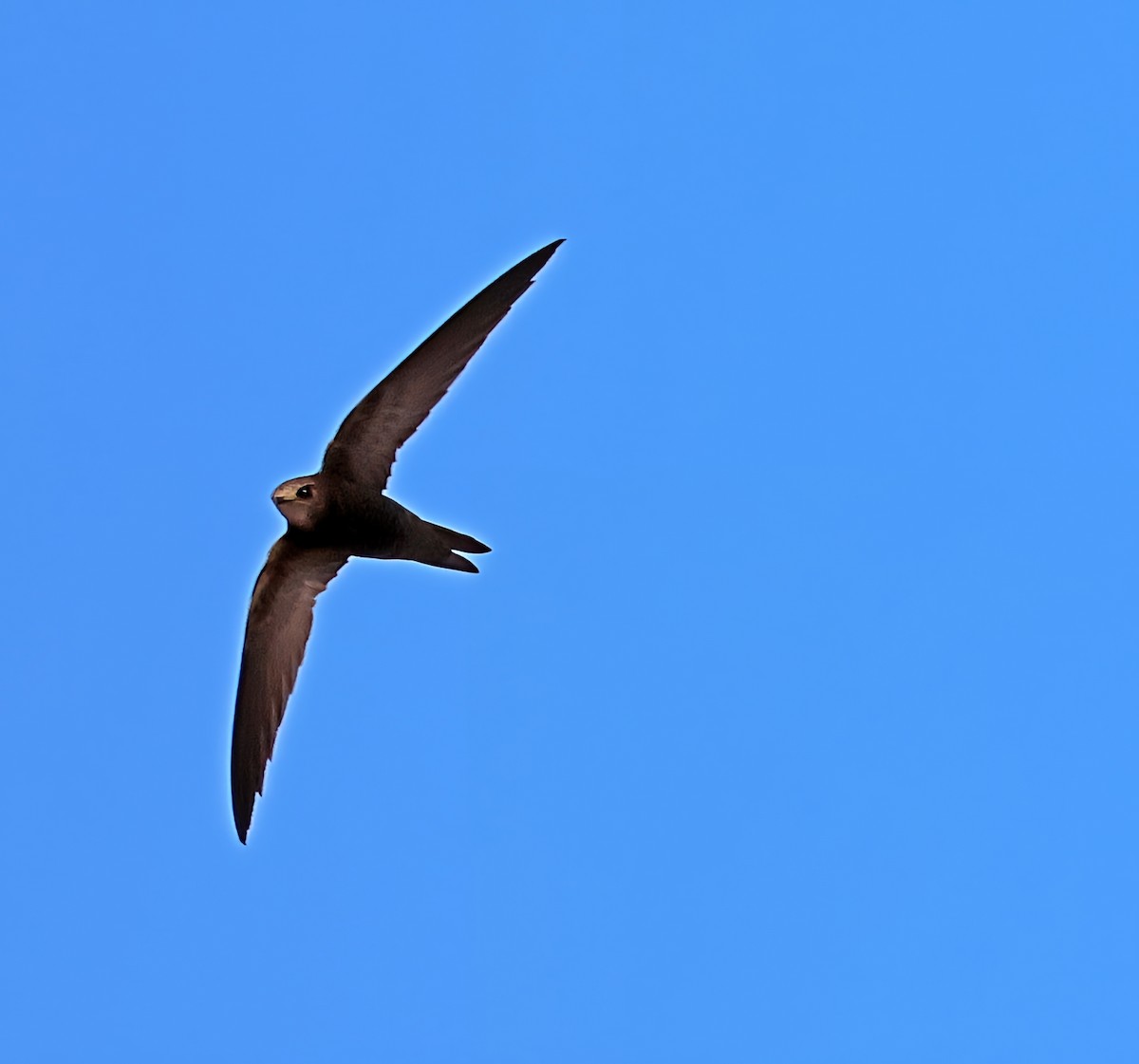 Pallid Swift - ML638177789